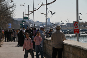 کاکایی‌ها؛ مهمانان زمستانی مردم شیراز
