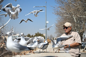 کاکایی‌ها؛ مهمانان زمستانی مردم شیراز