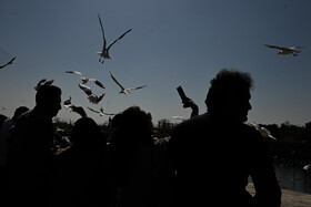 کاکایی‌ها؛ مهمانان زمستانی مردم شیراز
