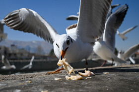 کاکایی‌ها؛ مهمانان زمستانی مردم شیراز