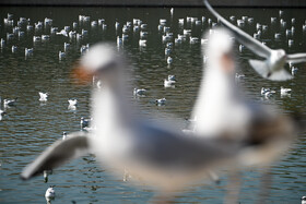 کاکایی‌ها؛ مهمانان زمستانی مردم شیراز