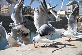 کاکایی‌ها؛ مهمانان زمستانی مردم شیراز