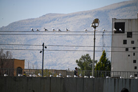 کاکایی‌ها؛ مهمانان زمستانی مردم شیراز