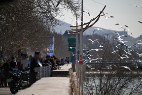 کاکایی‌ها؛ مهمانان زمستانی مردم شیراز