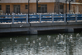 کاکایی‌ها؛ مهمانان زمستانی مردم شیراز