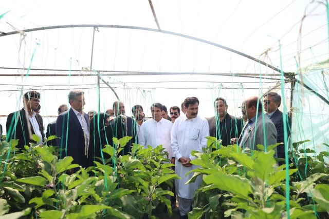 از دل گلخانه‌های کهنوج تا تصمیم‌های فوری دولت