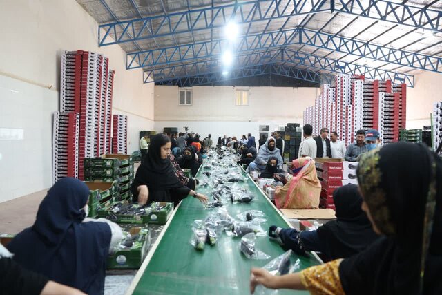 از دل گلخانههای کهنوج تا تصمیمهای فوری دولت