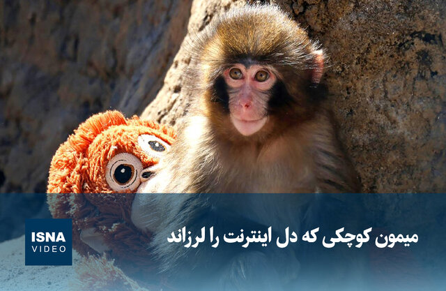 ویدیو/ میمون کوچکی که دل اینترنت را لرزاند