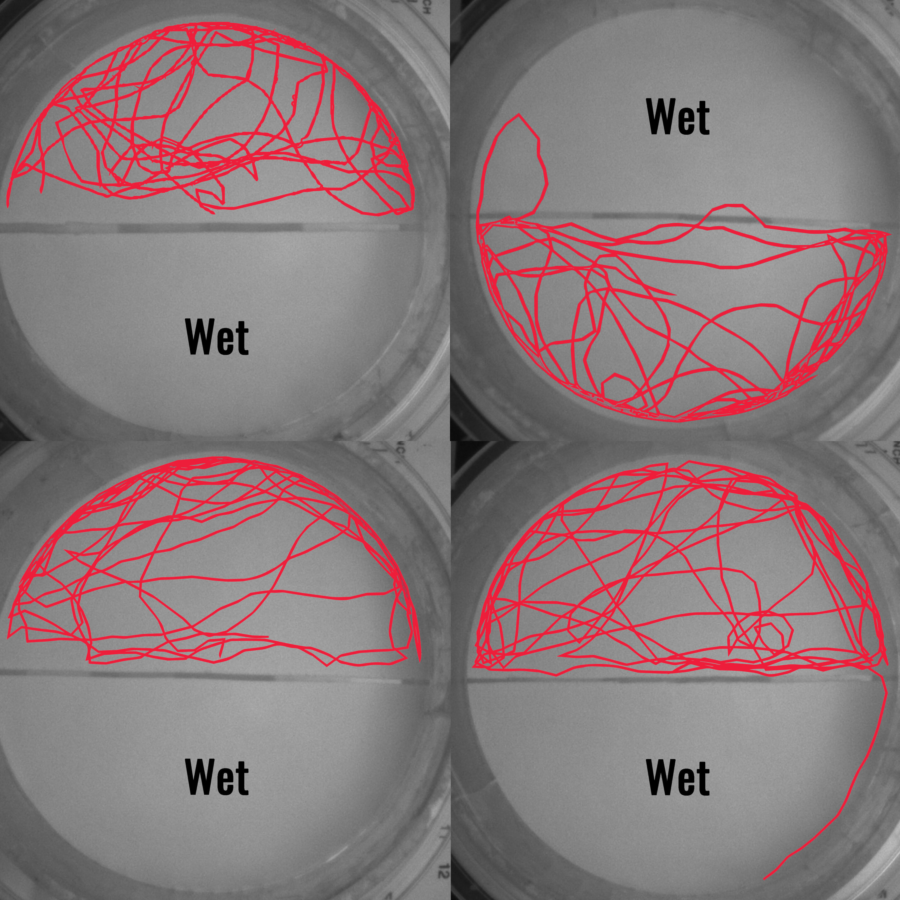 ساسها از آب میترسند!