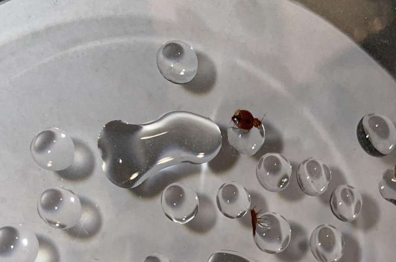 ساس‌ها از آب می‌ترسند!