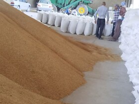 توزیع بیش از ۱۳ هزار تن نهاده دامی میان عشایر سیستان و بلوچستان