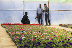 افتتاح بزرگترین گلخانه سلولزی جنوب‌شرق کشور در شهرداری کرمان