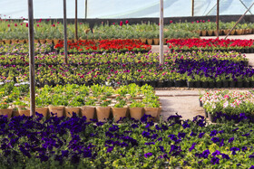 افتتاح بزرگترین گلخانه سلولزی جنوب‌شرق کشور در شهرداری کرمان