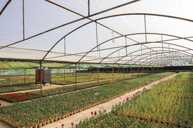 افتتاح بزرگترین گلخانه سلولزی جنوب‌شرق کشور در شهرداری کرمان