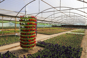 افتتاح بزرگترین گلخانه سلولزی جنوب‌شرق کشور در شهرداری کرمان