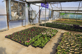 افتتاح بزرگترین گلخانه سلولزی جنوب‌شرق کشور در شهرداری کرمان