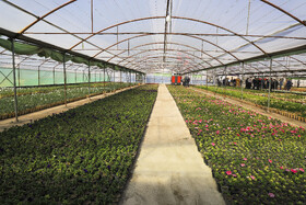 افتتاح بزرگترین گلخانه سلولزی جنوب‌شرق کشور در شهرداری کرمان