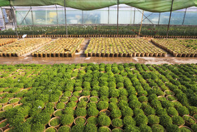 افتتاح بزرگترین گلخانه سلولزی جنوب‌شرق کشور در شهرداری کرمان