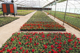 افتتاح بزرگترین گلخانه سلولزی جنوب‌شرق کشور در شهرداری کرمان