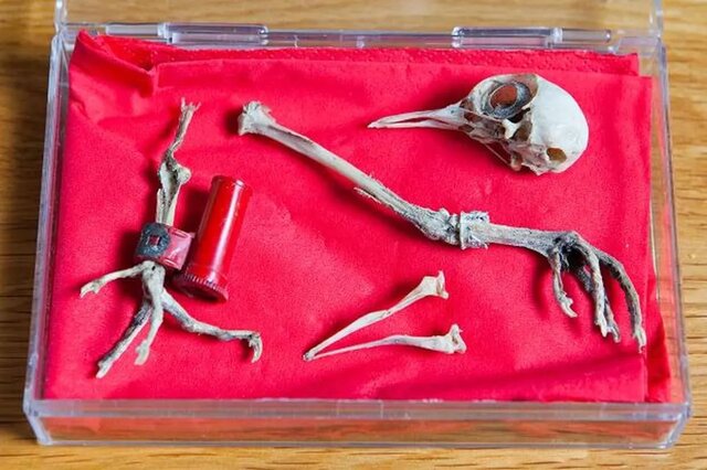 پیام گمشده در تاریخ؛ داستان کبوتر نامهبر جنگ جهانی دوم که از دودکش یک خانه سردرآورد!