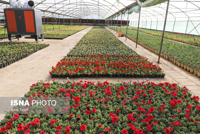 افتتاح بزرگ‌ترین گلخانه سلولزی جنوب‌شرق در کرمان/گام بلند شهرداری برای خودکفایی