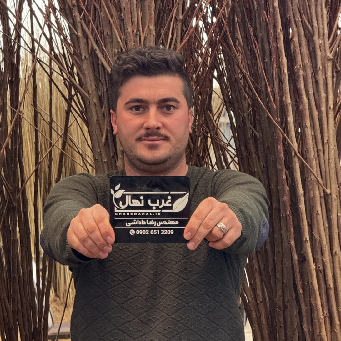 فرصت محدود اما طلایی برای خرید نهال صنوبر یارانه‌ای فقط 7 هزار تومان تا 10 اسفندماه