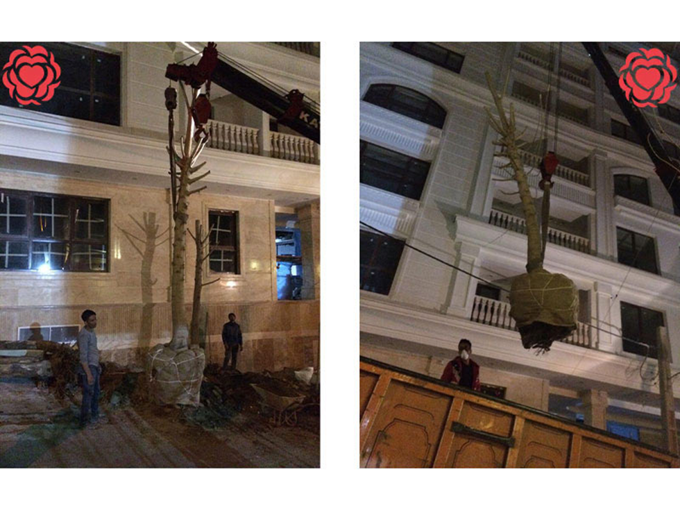 جابجایی درختان یا قطع آنها؟ تصمیمی سرنوشتساز در مدیریت شهری