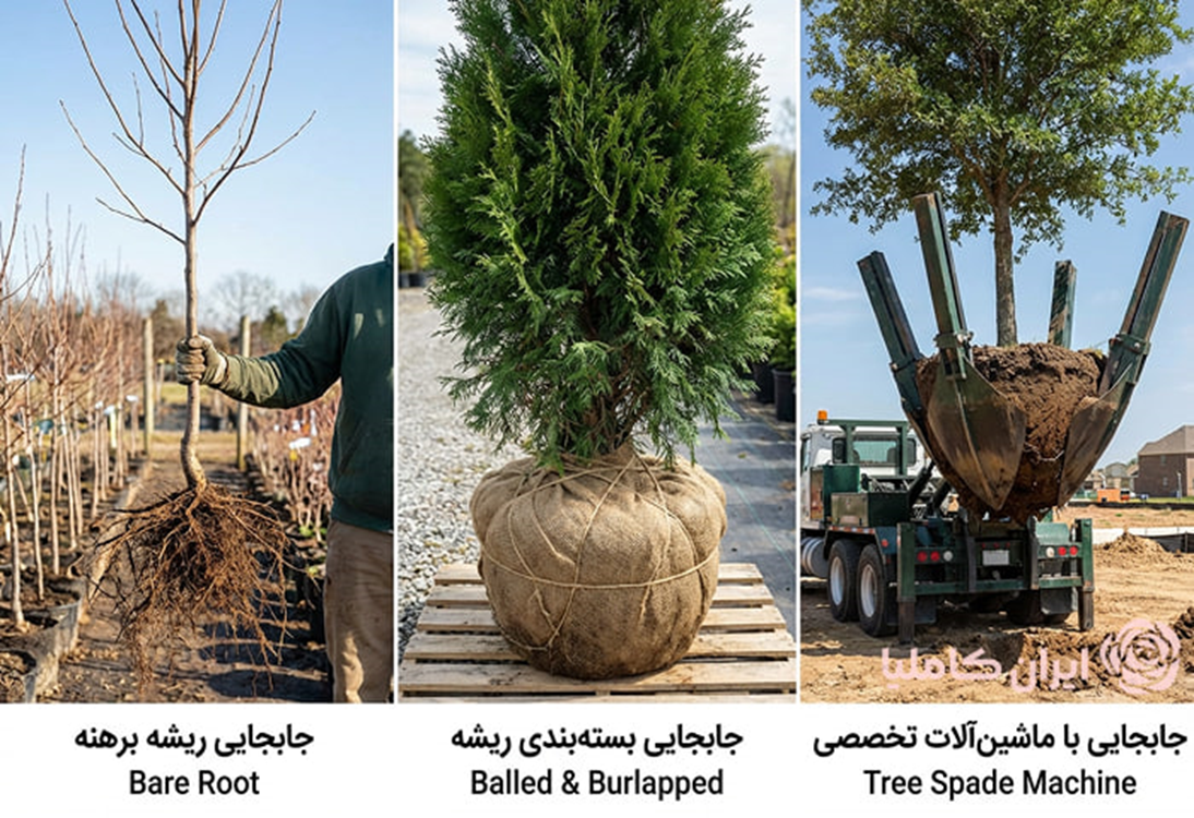 جابجایی درختان یا قطع آنها؟ تصمیمی سرنوشتساز در مدیریت شهری