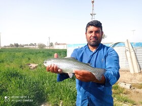 آغاز برداشت ماهی قزل‌آلا از استخرهای پرورش ماهی زهک