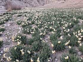 کارشناس منابع طبیعی شهرستان: برداشت گل نرگس در ملکشاهی آغاز شد
