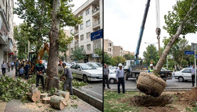 جابجایی درختان یا قطع آن‌ها؟ تصمیمی سرنوشت‌ساز در مدیریت شهری