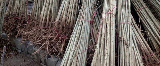 فرصت محدود اما طلایی برای خرید نهال صنوبر یارانه‌ای فقط 7 هزار تومان تا 10 اسفندماه