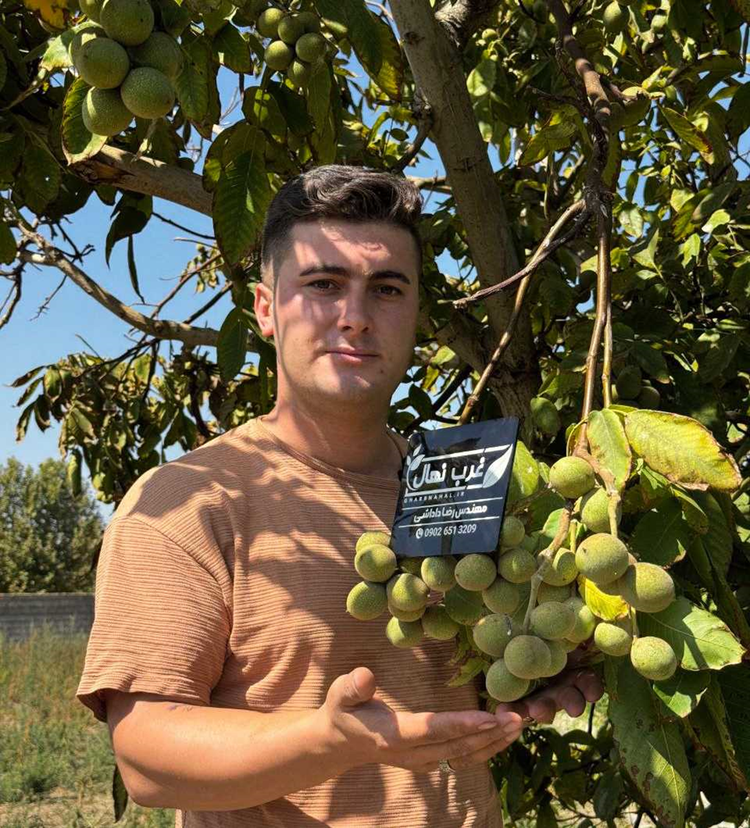 🌟 مرکز معتبر تولید نهال گردو و بادام شناسنامه‌دار در ایران را بشناسید