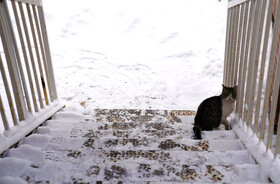 بارش برف زمستانی در اردبیل