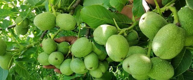 مرکز معتبر تولید نهال گردو و بادام شناسنامه‌دار در ایران را بشناسید