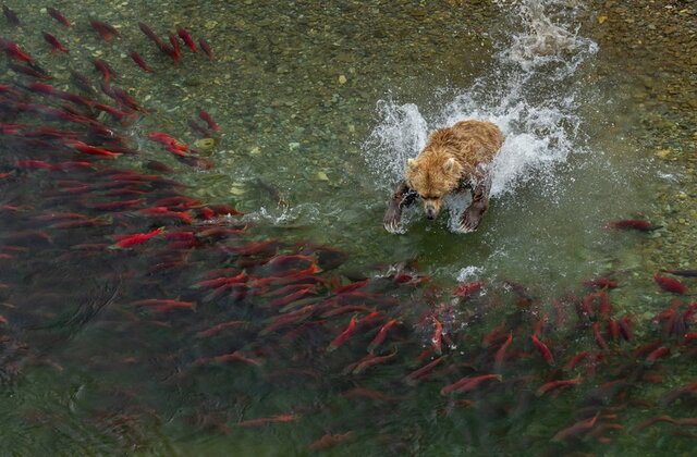 بهترین&zwnj; عکس&zwnj;های طبیعت جهان را ببینید
