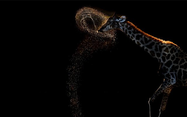 بهترین&zwnj; عکس&zwnj;های طبیعت جهان را ببینید