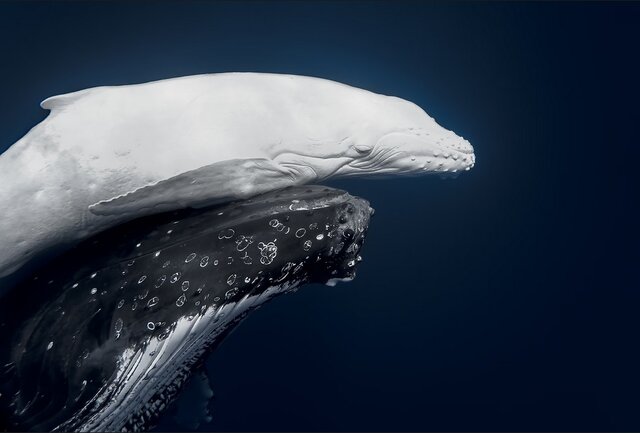 بهترین&zwnj; عکس&zwnj;های طبیعت جهان را ببینید