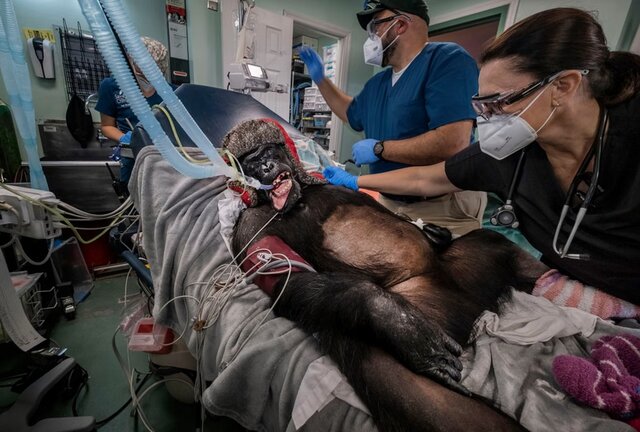 بهترین&zwnj; عکس&zwnj;های طبیعت جهان را ببینید