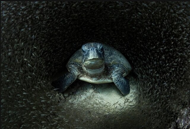 بهترین عکسهای طبیعت جهان را ببینید