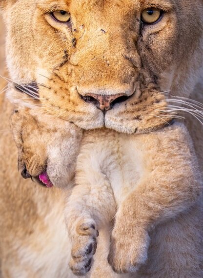 بهترین عکسهای طبیعت جهان را ببینید