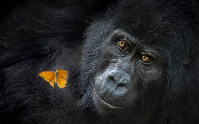 بهترین عکسهای طبیعت جهان را ببینید