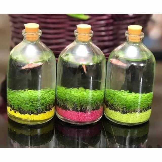 تبلیغات دروغین: ماهی‌ها بدون غذا در بطری زنده نمی‌مانند