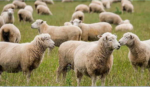 تخصیص ۱۷۰۰ میلیارد ریال تسهیلات به طرح‌های تولید ملی در دامداری‌های فارس