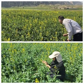 پایش شته مومی در مزارع کلزای شهرستان دره‌شهر