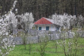 طبیعت سوادکوه در آستانه بهار