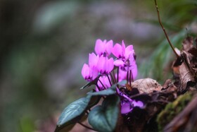 طبیعت سوادکوه در آستانه بهار