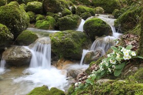 طبیعت سوادکوه در آستانه بهار