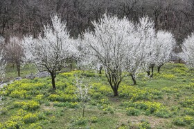 طبیعت سوادکوه در آستانه بهار