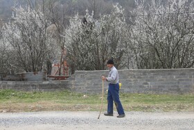طبیعت سوادکوه در آستانه بهار